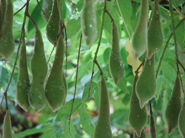 mahune glicinije
